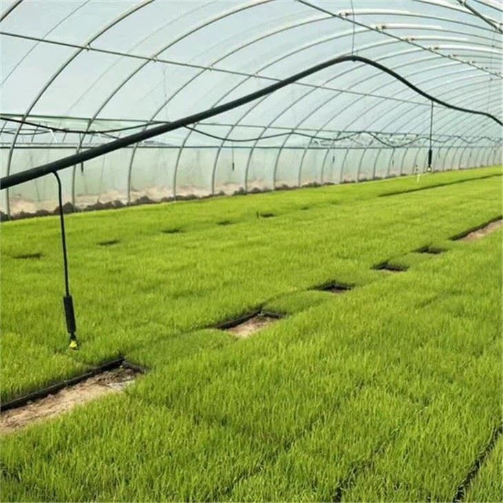 Overhead-Sprinkler-Irrigation-System